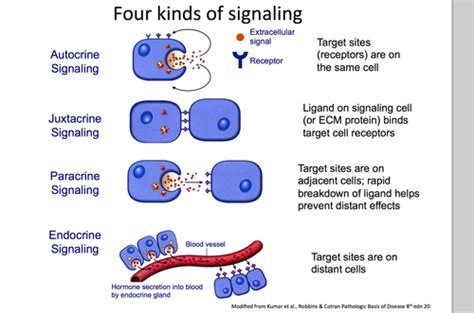 Image result for Endocrine Signaling