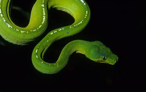Image result for Male Green Python