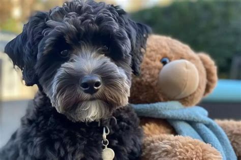 Image result for Colitis Dogs