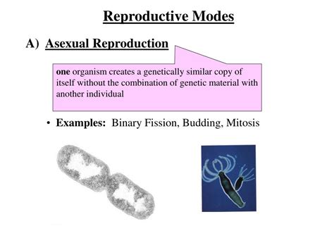 Image result for Animal Reproduction and Development