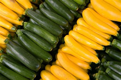 Image result for Squash Veg
