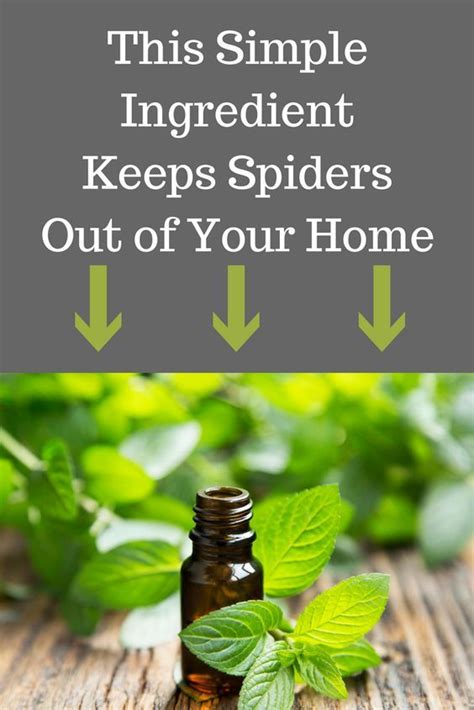 Image result for What Kills Spiders Outside Home
