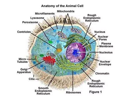 Cell Structure of Animal Cell 的图像结果