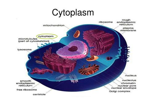 Image result for Cytoplasm Function