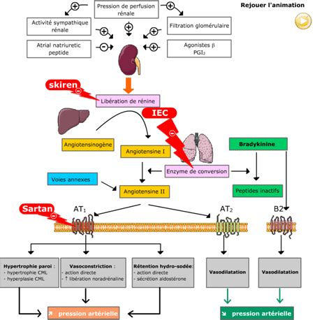 تصویر کا نتیجہ برائے Angiotensine