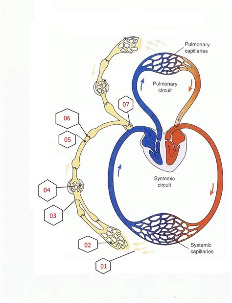 Image result for Lymph Diagram Class 10th