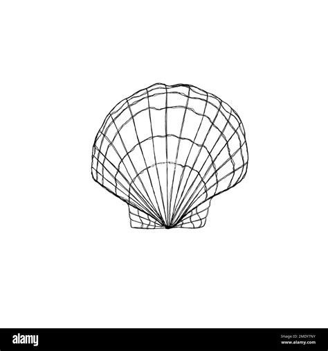 Image result for Nautical Shell Line Drawing