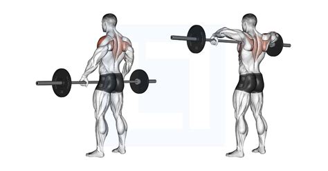 Image result for Barbell Overhead