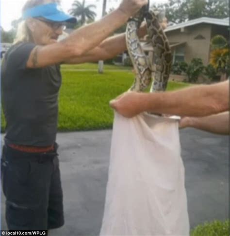 Image result for Man Wrestles Python