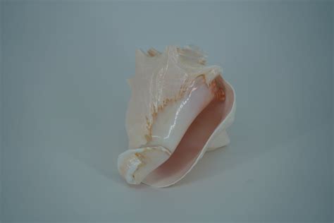 Conch Horn Logo に対する画像結果