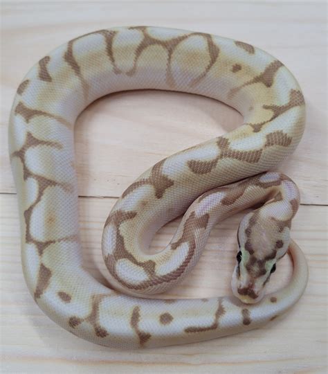 Image result for Super Lesser Fire Ball Python