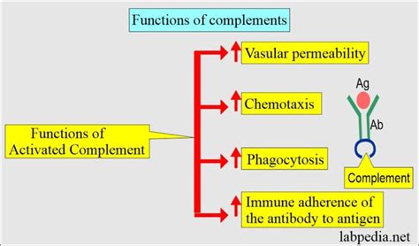 Toradh íomhá ar Complement C3 Production