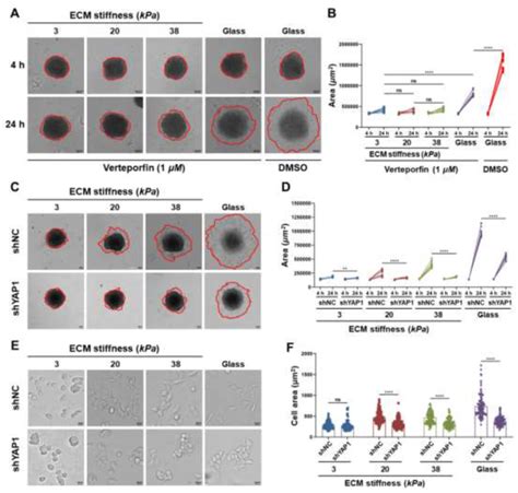 YAP1 Focal Adhesion に対する画像結果