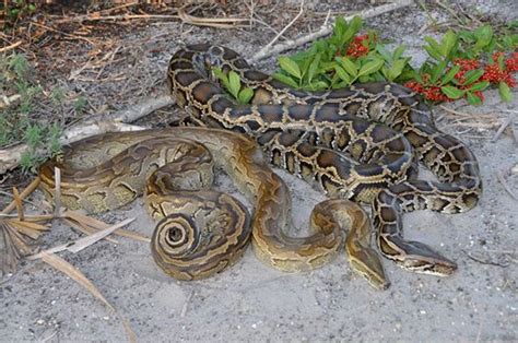 Image result for African Burmese Python