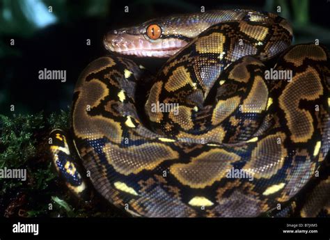 Image result for Reticulated Python Stock