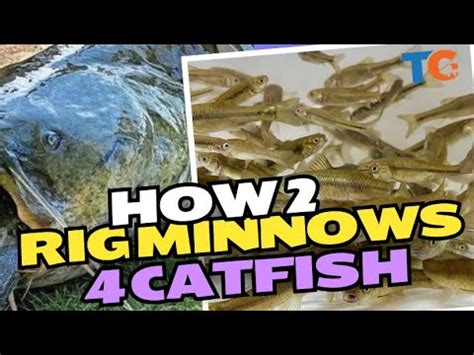 Image result for How to Use Minnows for Catfish Bait