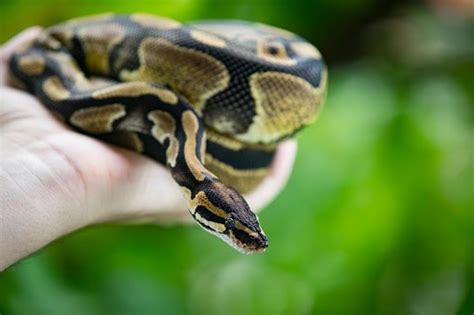 Toradh íomhá ar Ball Python Cyclus