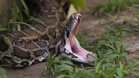 Toradh íomhá ar Burmese Python Destroying the Food Chain