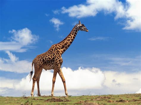 Image result for Giraffe Mammal