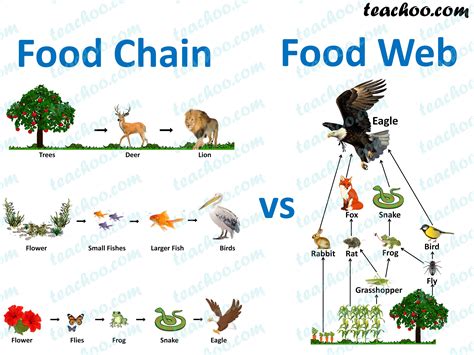 Food Chain Crash Course に対する画像結果