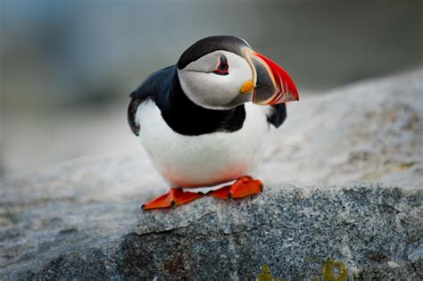 Image result for Puffin bird