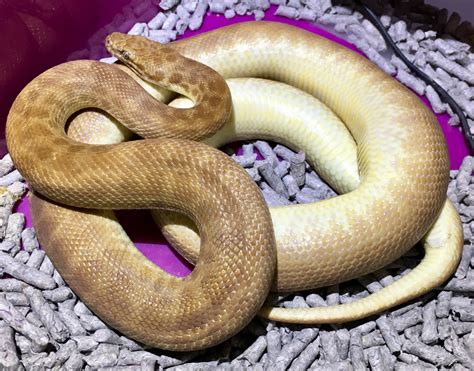 childrens python size に対する画像結果