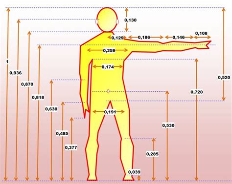 Afbeeldingsresultaten voor Proportion Anatomie Corps Humain