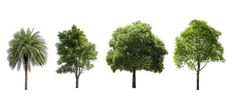 Image result for Tree Only Shape