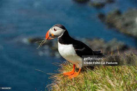 A Atlantic Puffin At Bird Cliff Of Látrabjarg Westfjords Iceland High ...