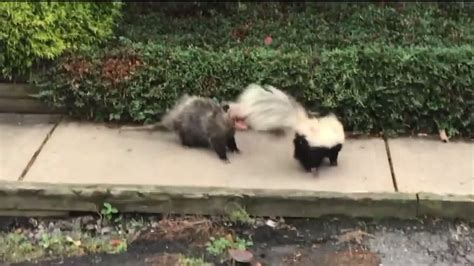 Toradh íomhá ar Crazy Animal Fights