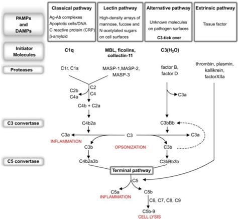 Image result for Phagocytic Process Alternative Complement Cascade