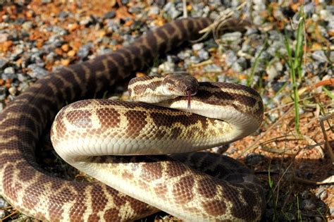 Image result for Child Python Cross