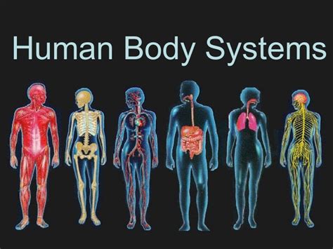 Image result for The Human Body Systems Creative Commons License