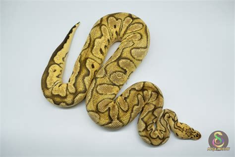 Image result for Tiger Ball Python Morph