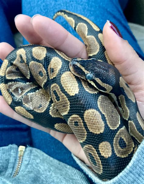 Toradh íomhá ar Ball Python Stuck Eye Cap