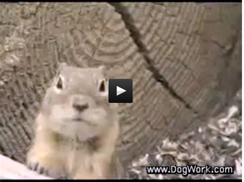 Image result for Prairie Dog Loading Meme