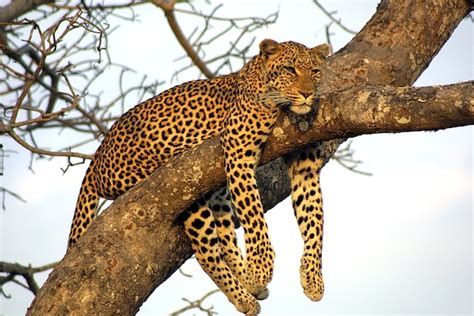 Leopard Adaptations に対する画像結果