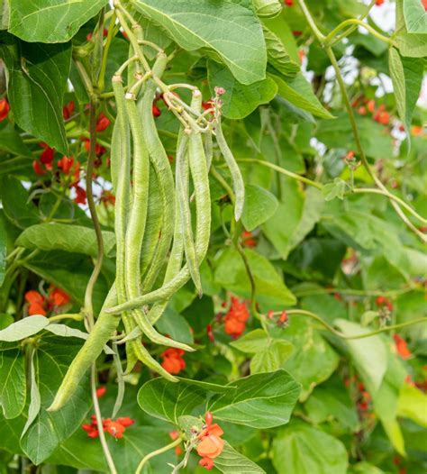 Growing Half Runner Beans に対する画像結果