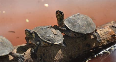 Toradh íomhá ar Shell Problems Turtles