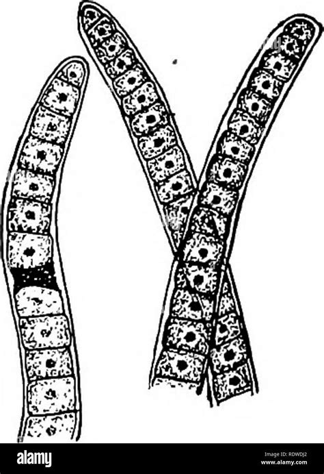 Cell Structure Table에 대한 이미지 결과