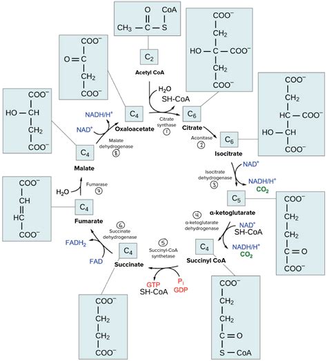 Khan Academy TCA Cycle に対する画像結果