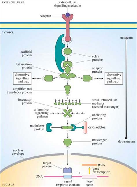 Toradh íomhá ar Protein in Cell Signalling