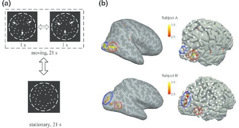Image result for Frmi Visualisation versus Visual Processing