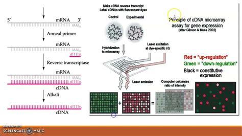 Toradh íomhá ar Principle of Protein Microarray