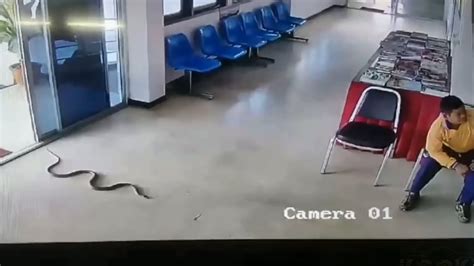 When Snakes Attack Humans に対する画像結果