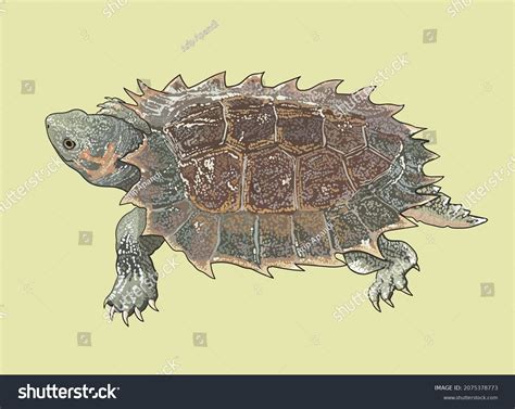 Image result for Freshwater Turtle Shell