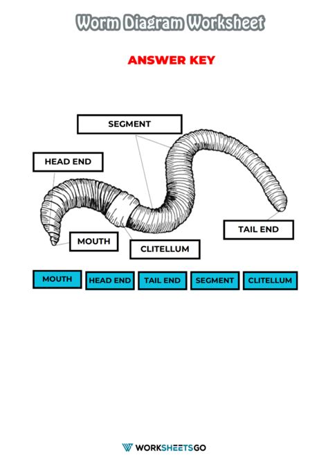 Toradh íomhá ar Evolution Web Diagram Answer Key