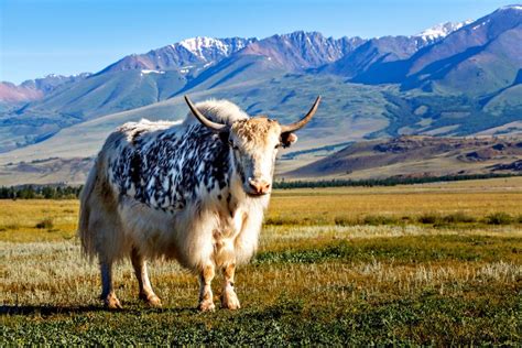 Image result for Yak Zebra