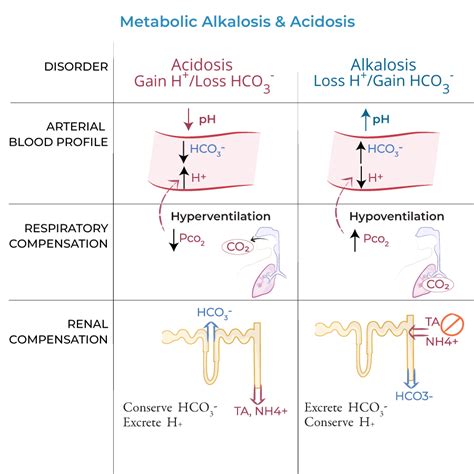 Toradh íomhá ar Hyperventilation Acid-Base