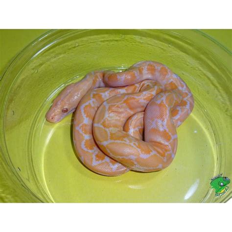 Afbeeldingsresultaten voor White Phase Reticulated Python